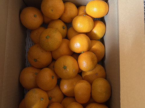 【訳あり】木下さんちのみかん10キロ(5キロ×2箱)