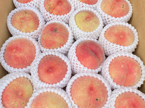 大トロ桃！川中島白桃（訳あり品・大玉5kg）13玉～16玉入り