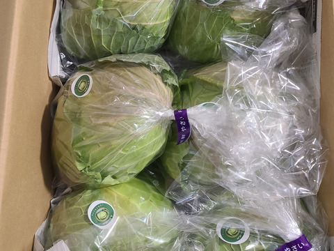 苦みを抑えて甘さを際立たせた「高志の賜物」のこだわりキャベツ！2025年12月収穫