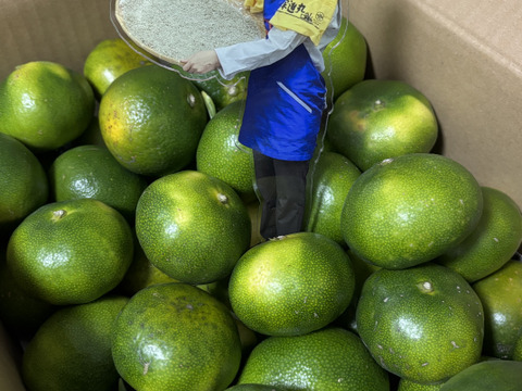 もぎたて極早生1､5ｋｇ食べきり安心　食べごろ直送中　１４５０円【お得意様用】もぎたて直送みかん　緑なのに食べ頃ー５セットまで送料追加無し、ヒジキせんべいの同梱もＯＫ　冷蔵品同梱はみかん２セットまで