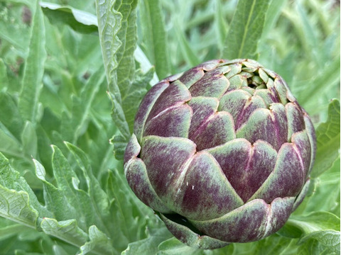 【旬を楽しむ♪】おまかせお野菜セットB（約13品以上）
通年お野菜を作り続けるタガタメはいつでも注文可能！！