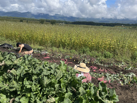 洞窟さつまいも　べにはるか　10kg  　熟成1ヶ月