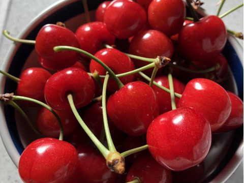 🍒⚠️期間限定【祝✨新規出品特別価格】🍒【訳あり】【佐藤錦】【M・L混合】【1kg】山形県東根産　※色のばらつき、双子、傷、多少のうるみ等有り