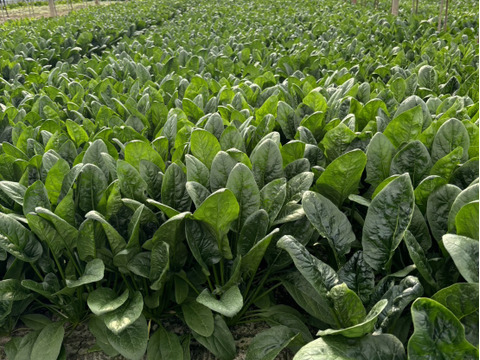 【極太】外食用のほうれん草３ｋｇ