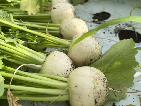 春限定｜梨みたいな甘さの安曇野サラダカブ・ラティーナ 1kg（葉付き5～８玉）