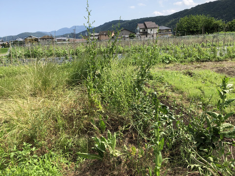 富士山麓！自然栽培野菜セット(なにもいれない）野菜たち10品