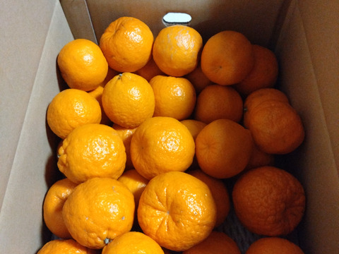 【爽やかな香りと濃厚なコク】熟成 今津ポンカンAセレクション（家庭用）5kg