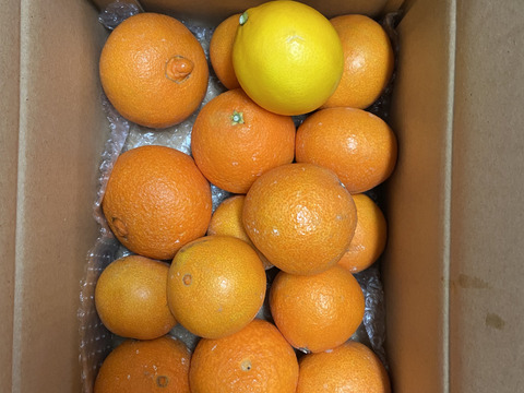 箱込約3㌔　愛媛県人黙って食べる美味しさ　まるでゼリーマドンナ　家庭用