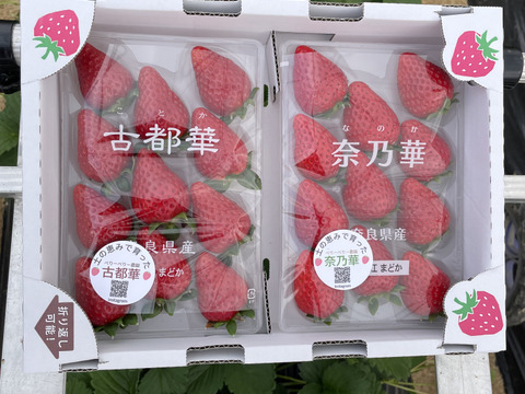 食べ比べ！奈良県産いちご奈乃華と古都華270g×2p