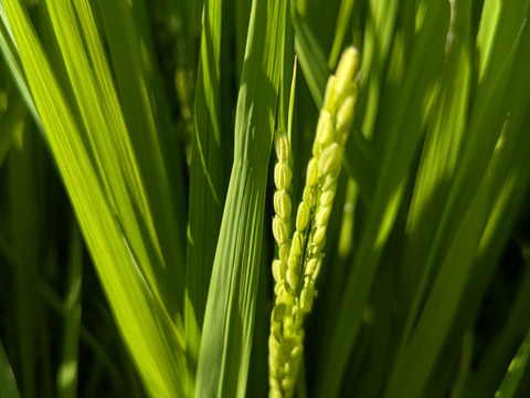 【令和７年新米】新米コシヒカリ【１０ｋｇ】千葉県南房総市産