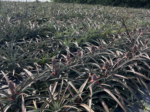 【希少】樹上完熟ボゴール(スナックパイン)2〜3玉🍍(2kg〜)