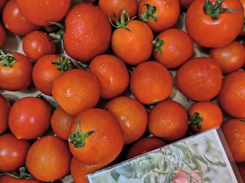 冷蔵便✨訳あり✨ファンゴッホ3kg（中玉トマト）15%増量中！規格外・キズ・変形・ヘタなし