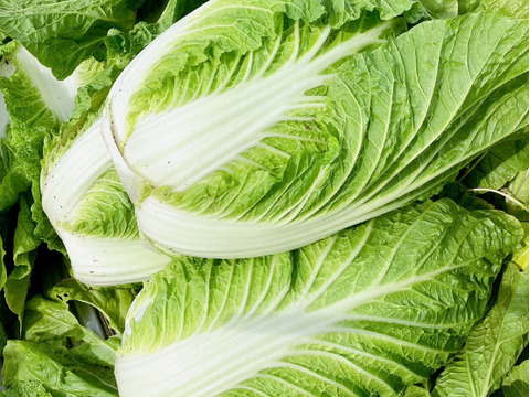 26日～28日発送‼️今年最後のお野菜セット‼️キャベツ入‼️