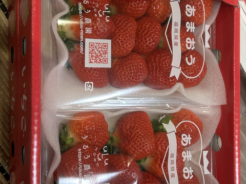 【いちごの王様！ あまおう苺 サイズ色々で270ｇ×4パック！【冬ギフト】