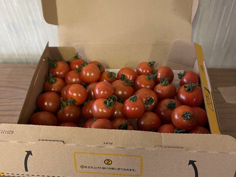 宮城県石巻産フルティカ★ミディトマト1kg