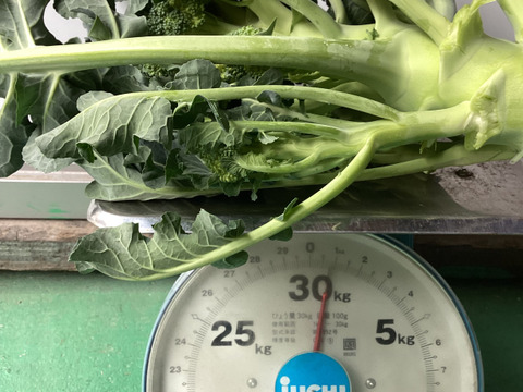 本日21日　最終すぐ出荷80サイズの箱いっぱい！漁師の畑直送茎がおいしいはっぱがおいしい！？常温品同梱はひじき煎餅なども送料そのままで！