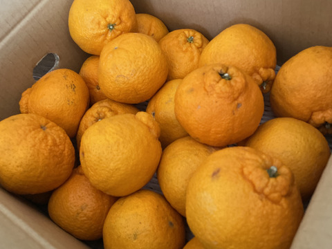 【訳あり】そらデコ 不知火 天空の果樹園 愛媛産みかん 5kg