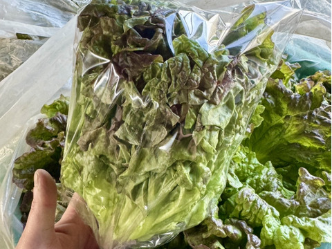 数量限定朝どれ【サニーレタス】15袋  常温配送