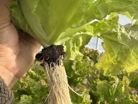 さかなが作った究極のスペシャリティ野菜　リーフレタス&サニーレタスセット270g ×2株&スイートバジル30gセット