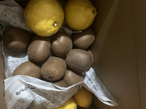 【食べ比べ】旬のフルーツセット 3kg（黄色レモン1kg・旬の柑橘1kg・キウイフルーツ1kg）【初回限定BOX】お得なセット※写真はイメージです