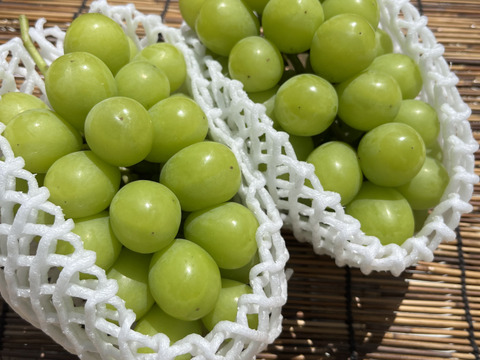 農家直送！完熟シャインマスカット佐久穂産１ｋｇ前後(2房)