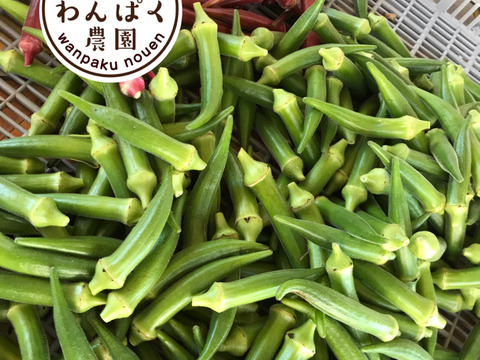 わんぱく農法で作った‼️甘々ネバネバ丸オクラ(600g)
