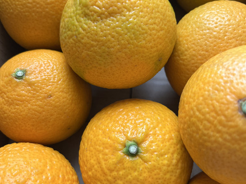 スイートスプリング小玉2kg食べ切りサイズ　格安！！