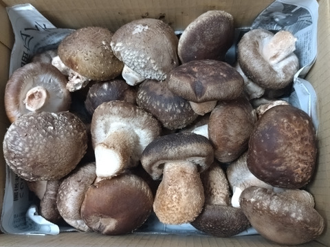 寒さが育む♪肉厚原木しいたけ(Ａ品) 1kg