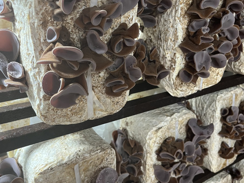 福岡県糸島産生きくらげ約70g×5個(約350g)