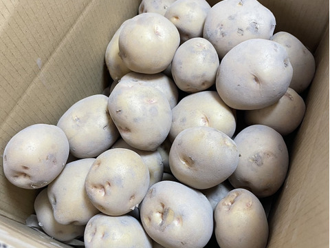 se2kymmt様専用ページ　キタアカリ5kg