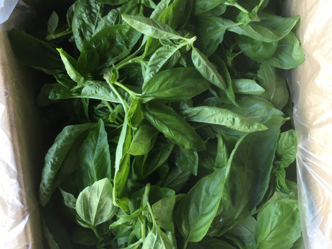 スイートバジル　フレッシュ　500g　栽培期間中農薬・除草剤・化学肥料不使用