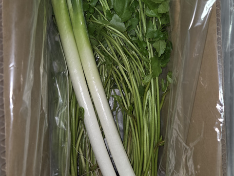 北限のせり 鍋 セリ鍋 きりたんぽ鍋  天ぷら 500g せり 三関産せり しゃぶしゃぶ セリ 家庭 ギフト お歳暮 クリスマス すき焼き 家庭 雑煮 七草 お取り寄せ野菜