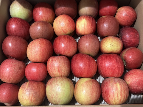 【予約開始！人気商品】旬の甘〜い葉取らずサンふじ24~27個入り【ご家庭用・5kg以上】