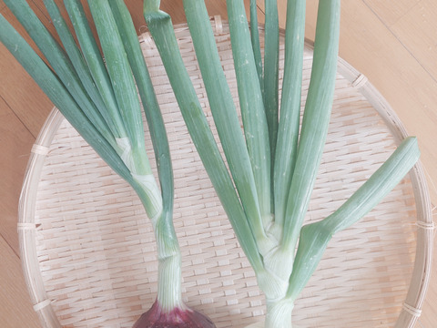 淡路島産たまねぎ赤【予約販売開始　数量限定】自然栽培★希少★固定種 在来種専門農家
（ 淡路産Awaji369farmからお届け）農薬不使用　無肥料栽培　内容【淡路島産　固定種　赤玉葱】3キロ