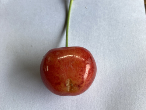 山形のさくらんぼ ご家庭用「紅秀峰」700g