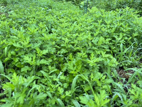 柔らか新芽、香り良い美味しい蓬（ヨモギ）600グラム以上！採れたての季節の野菜もサービスでお入れしてお送りいたします