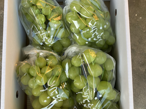 クール便❗️すぐ発送！家庭用シャインマスカット約1.7キロ3-5房　農薬半減栽培！　訳あり家庭用