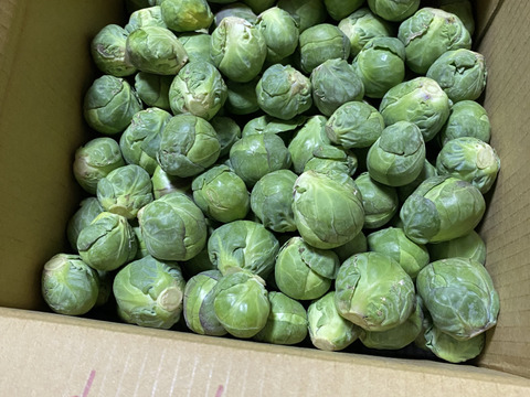 革命児！ふわ甘～芽キャベツ　箱込み2ｋｇ