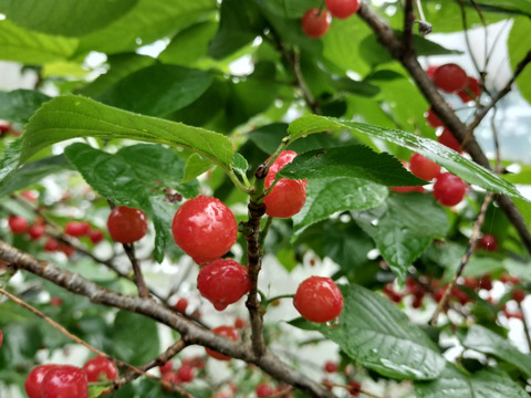 下　自然栽培の暖地さくらんぼ500粒80サイズクール便サクランボ