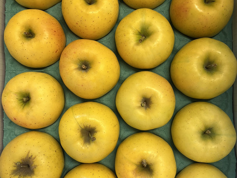 【予約販売】希少  もりのかがやき 約5kg(14～20個)