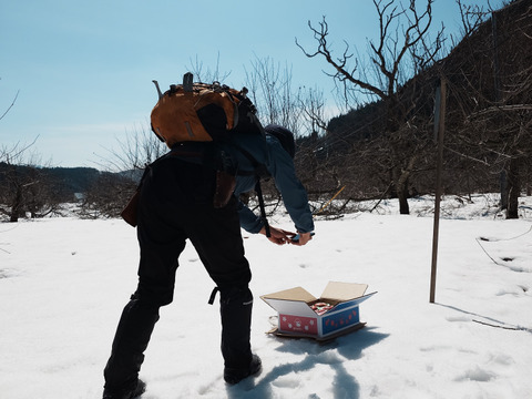 ☆3種の《ふじ》【食べ比べ】☆農薬不使用りんご入り☆3キロ（８〜１２玉）