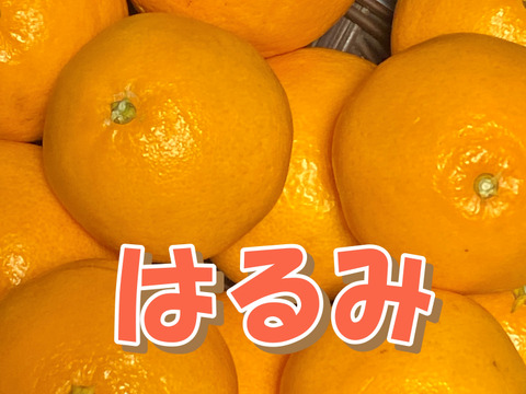食べ比べ【数量限定☆希少の高級柑橘🎁】はるみ１㎏&マイヤーレモン１㎏🍊🍋