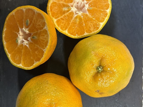 鹿児島・枕崎の太陽育ち【ポンカン】５㎏