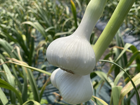 【200円引き‼️買うなら今✨】青森にんにく大玉1キロ🧄（さらに、青森りんごジュース1本おまけ🍎）