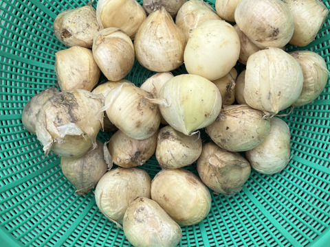 ジャンボニンニク 【特大 4㎏】：高知県産のジャンボにんにく｜食べ