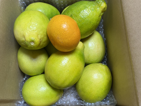 殿堂入り記念セール　種がないレモン箱込約2㌔　1,000箱以上売れるレモン