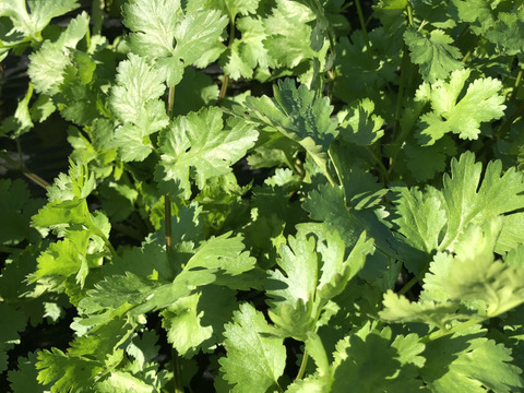 【秋のカボチャセット】農薬不使用で育てたどっしりかぼちゃ5個以上と採れたて季節の野菜盛りセット　 農薬不使用栽培で丁寧に育てました。