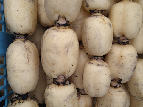 常温便【有機肥料で育てました】　秋冬れんこん　2キロ　蓮根