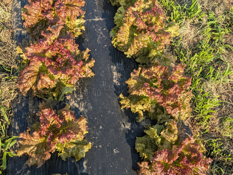 サニーレタス12個入り【農薬未使用・化学肥料未使用・除草剤未使用】