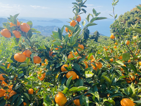 【コク甘❗️】『愛媛県産みかん』10kg（ご家庭用）